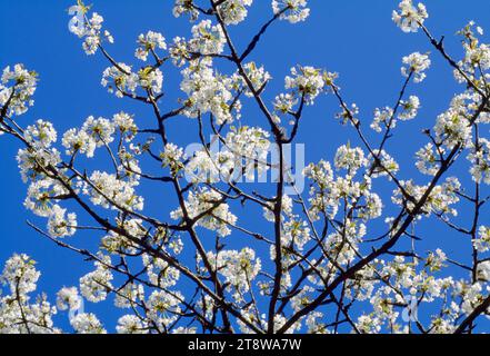 Wild Cherry / Gean (Prunus avium) in fiore, Berwickshire, Scozia, aprile. 1998 Foto Stock