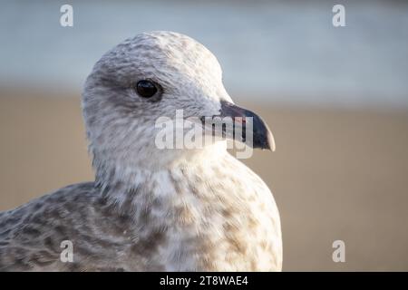 Gabbiano Foto Stock