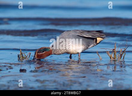 Teal (Anas crecca) maschio che si nutre alla linea d'acqua su una marea stridente, Lindisfarne National Nature Reserve, Northumberland, Inghilterra, febbraio 2002 Foto Stock