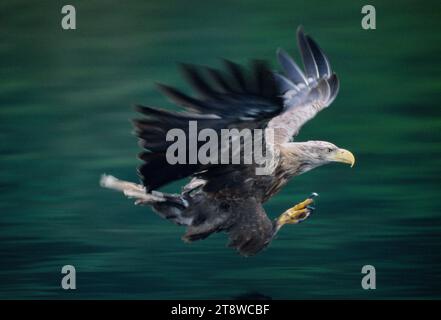 L'aquila di mare dalla coda bianca (Haliaeetus albicilla) si ferma per raccogliere i pesci morti gettati in mare in barca, isola di Skye, Ebridi interne, Scozia, luglio Foto Stock