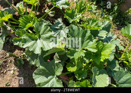 Germogli di zucchine giovani che crescono nell'orto-cucina. Foto Stock