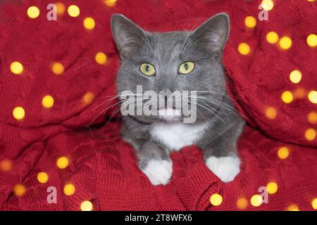 Cat. Natale Il piccolo gattino grigio è in maglia a quadri, le luci di Natale bokeh. Decorazioni natalizie. Kitty si prepara alla celebrazione. Divertente animale domestico contro R. Foto Stock