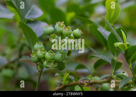 Il mirtillo settentrionale o il dolce ferisce il Vaccinium boreale coltivato presso l'azienda biologica. Foto Stock