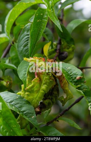 Arricciamento delle foglie di pesca. Malattia fungina di albero di pesche. Taphrina si deformata. Malattia del fungo dell'albero della pesca. Messa a fuoco selettiva. Argomento - malattie e parassiti di frutta t Foto Stock