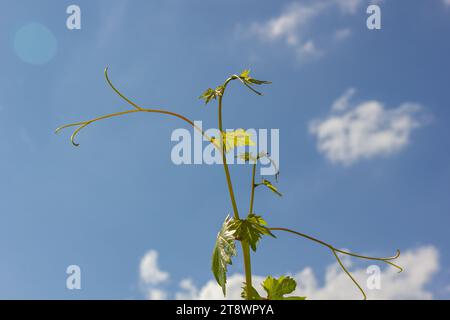 Verde giovane foglie di uva su uno sfondo di cielo blu in primavera. Foto Stock