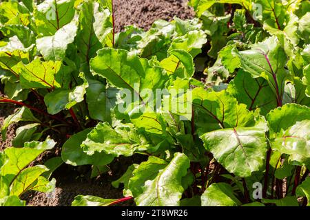 Foglia di barbabietola radice. Foglie verdi fresche di barbabietola o di barbabietola da semina. Fila di giovani barbabietole verdi lascia la crescita in azienda agricola biologica. Primo piano barbabietola lasciare Foto Stock