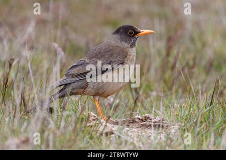 Falkland Thrush, Turdus falcklandii, uccello adulto Isole Falkland novembre Foto Stock