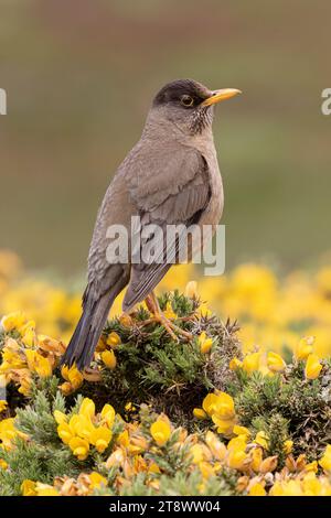 Falkland Thrush, Turdus falcklandii, adulti arroccati su un cespuglio di gorse Isole Falkland novembre Foto Stock