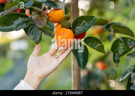 Le mani delle donne tagliano raccogliendo frutti di cachi maturi appesi agli alberi a Dalat, in Vietnam. Concetto di stile di vita in viaggio Foto Stock