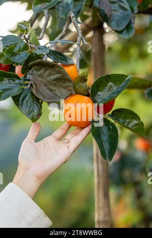Le mani delle donne tagliano raccogliendo frutti di cachi maturi appesi agli alberi a Dalat, in Vietnam. Concetto di stile di vita in viaggio Foto Stock