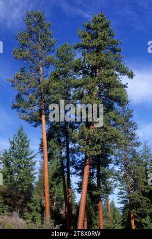 Ponderosa Pines (Pinus ponderosa), Journey Through Time National Scenic Byway, Wallowa-Whitman National Forest, Oregon Foto Stock