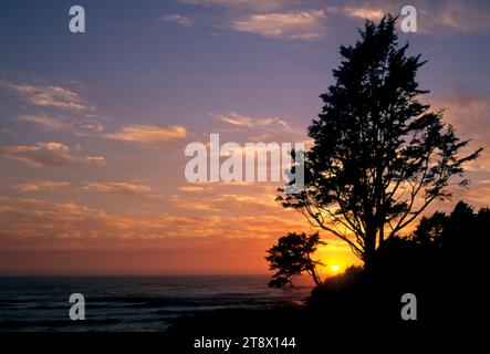 Sitka Abete (Picea sitchensis) tramonto, Cape Perpetua Scenic Area, Siuslaw National Forest, Oregon Foto Stock