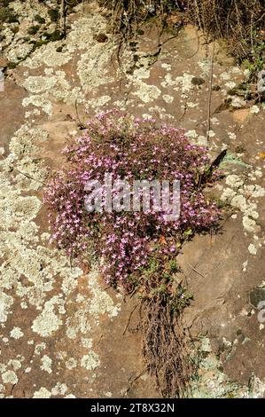 L'erba soapwort o Tumbling Ted (Saponaria ocymoides) è un'erba perenne originaria dell'Europa sud-occidentale. Questa foto è stata scattata a Montseny Biosphere Res Foto Stock