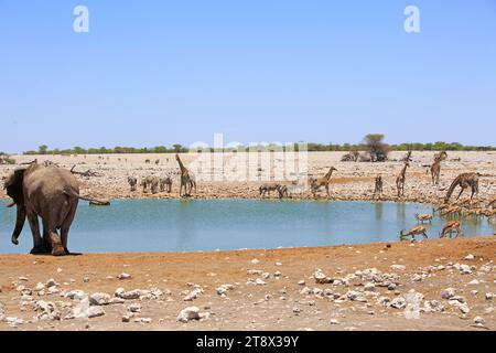 Una buca d'acqua molto trafficata brulicante di vari animali, tra cui elefanti, giraffe, Zebre, Oryx e springbok, contro un cielo limpido e azzurro. Etosha Nat Foto Stock