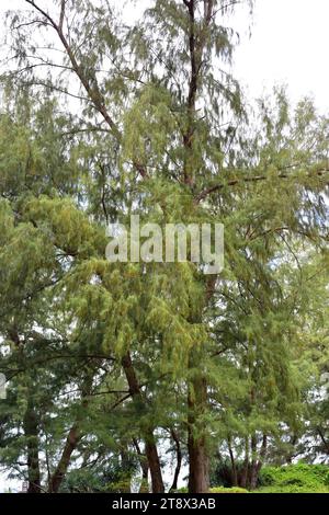 Il pino australiano (Casuarina equisetifolia) è un albero sempreverde originario del sud-est asiatico, della Polinesia e dell'Australia. Questa foto è stata scattata a Phuk Foto Stock