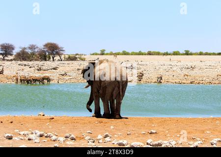 Vista posteriore di un elefante africano presso una pozza d'acqua con una piccola mandria di Kudu sul lato opposto Foto Stock