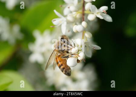 Bee Gathering Pollen su Privet Ligustrum vulgare Blossom Foto Stock