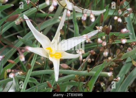 Giglio di sabbia, Diamond crateri Eccezionale area naturale, Diamante nazionale Loop Back Country Byway, Oregon Foto Stock