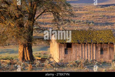 Ranch, edificio annesso vicino al White River Falls State Park, contea di Wasco, Oregon Foto Stock