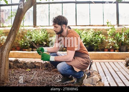 bellissimo giardiniere barbuto in guanti e grembiule che esamina ramoscelli secchi sotto gli alberi nella moderna serra Foto Stock