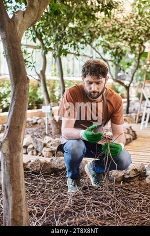 bellissimo giardiniere barbuto in guanti e grembiule che esamina ramoscelli secchi sotto gli alberi nella moderna serra Foto Stock