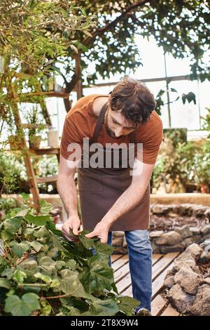 un giardiniere barbuto dall'aspetto gradevole in grembiule di lino che esamina le foglie fresche sul cespuglio in serra Foto Stock