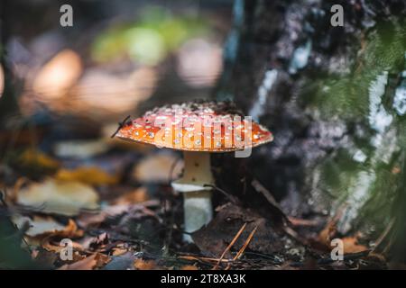Bellissimo grande fungo amanita nella foresta Foto Stock