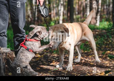 Vista laterale di due simpatici cani, l'adorabile labrador e il bulldog francese, che si conoscono e si salutano dando un'occhiata nella foresta Foto Stock