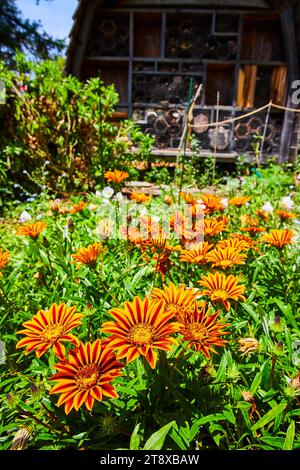 Splendido fiore del sole, Gazania Rigens di fronte all'hotel Bee per un'agricoltura sostenibile Foto Stock