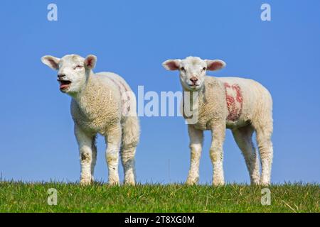 Agnello bianco sbiancante di pecore domestiche contrassegnato con numeri dipinti di rosso raffigurati in campo contro il cielo blu in primavera Foto Stock
