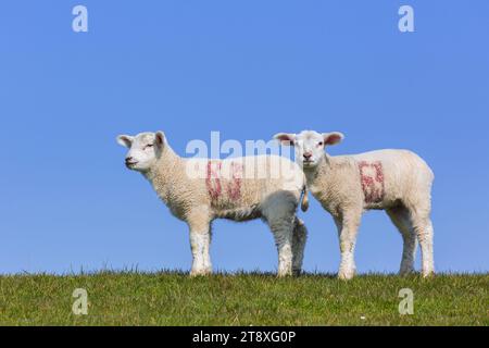 Due agnelli bianchi di pecore domestiche contrassegnati con numeri dipinti di rosso raffigurati in campo contro il cielo blu in primavera Foto Stock