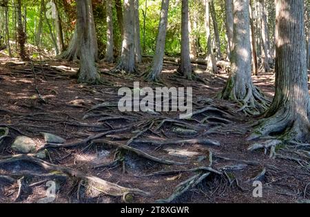 Radici di alberi che sono esposte e gnaremente in una foresta di parco in riva al lago in una scena paesaggistica inquietante. Foto Stock