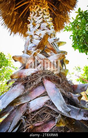 Il folto tronco di palma si avvicina in modo inquietante nelle giornate di sole Foto Stock