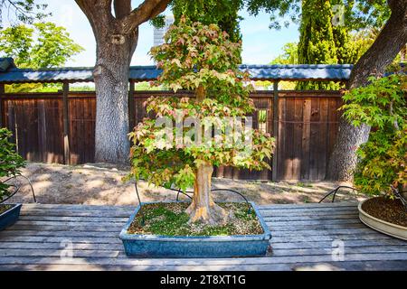 Maple tree bonsai plant with changing autumn leaves decaying in summer Foto Stock