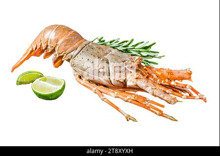 Aragosta Spiny bollita o gamberi di mare pronti per il pasto. Isolata, sfondo bianco Foto Stock