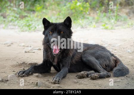 Lupo canadese steso tra le pietre con la bocca aperta Foto Stock