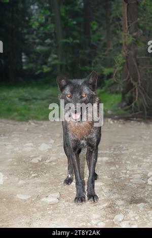 Lupo canadese in piedi sullo sfondo della foresta Foto Stock