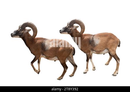 mufloni maschili isolati su sfondo bianco Foto Stock