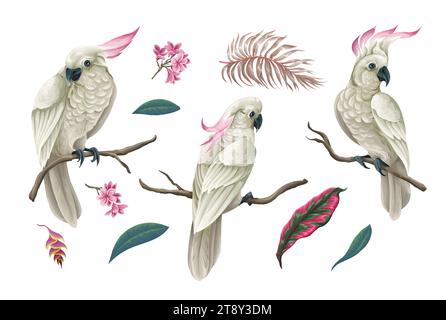 Cockatoo, foglie tropicali e fiori isolati. Vettore. Illustrazione Vettoriale