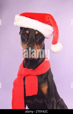 Un serio doberman a santa Hat Foto Stock