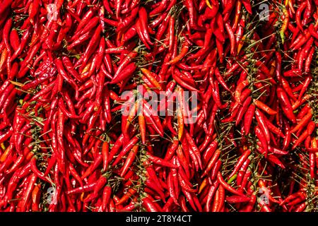 Un fascio di peperoncini rossi e peperoni rossi è appeso fuori da una gastronomia a Santanyi, in Spagna Foto Stock