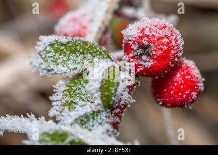 Winter holly berrie. Bacche di Red holly. Ilex aquifolium ricoperto di brina. Foto Stock