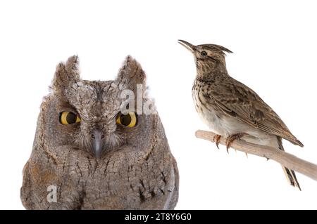 immagine figurativa di un ritratto di un gufo e di un larice isolato su uno sfondo bianco. "Lark" voi o "gufo" è una divisione comune di tipi di persone in Foto Stock