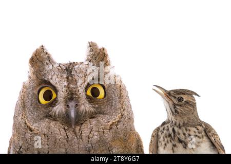 immagine figurativa di un ritratto di un gufo e di un larice isolato su uno sfondo bianco. "Lark" voi o "gufo" è una divisione comune di tipi di persone in Foto Stock