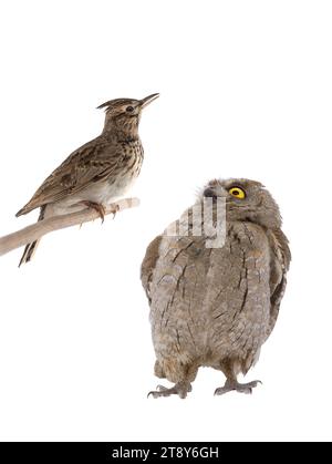 immagine figurativa di un ritratto di un gufo e di un larice isolato su uno sfondo bianco. "Lark" voi o "gufo" è una divisione comune di tipi di persone in Foto Stock