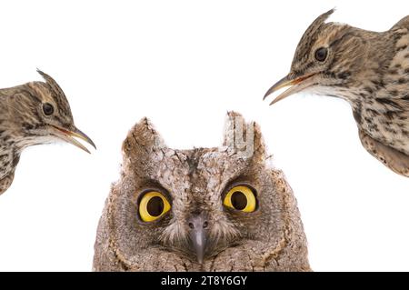 immagine figurativa di un ritratto di un gufo e di un larice isolato su uno sfondo bianco. "Lark" voi o "gufo" è una divisione comune di tipi di persone in Foto Stock