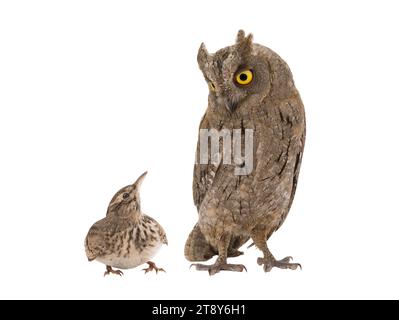 immagine figurativa di un ritratto di un gufo e di un larice isolato su uno sfondo bianco. "Lark" voi o "gufo" è una divisione comune di tipi di persone in Foto Stock