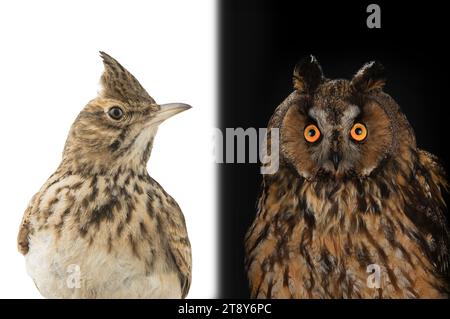 immagine figurativa di un ritratto di un gufo e di un larice isolato su uno sfondo bianco. "Lark" voi o "gufo" è una divisione comune di tipi di persone in Foto Stock