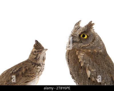 immagine figurativa di un ritratto di un gufo e di un larice isolato su uno sfondo bianco. "Lark" voi o "gufo" è una divisione comune di tipi di persone in Foto Stock