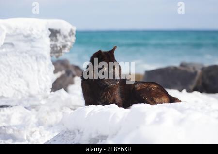 Il lupo nero canadese giace sulla neve sullo sfondo del mare Foto Stock